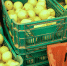 Ярмарка сельскохозяйственной продукции в Красногорске - MosRegToday.Ru