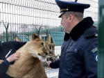 Каких экзотических животных запрещено содержать в Подмосковье