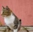 Коты Подмосковья - MosRegToday.Ru