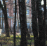 Видновский лесопарк - MosRegToday.Ru