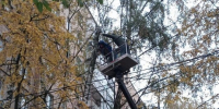 В Подмосковье аварийные деревья уступают место городскому комфорту - Regions.Ru