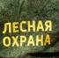 Жителей Подмосковья наказали рублем за нарушения в лесах - Regions.Ru