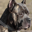 Осенние опасности: какие растения и грибы угрожают собакам на прогулке - Regions.Ru