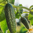 Фото: istockphoto.com/StockSeller_ukr - MosRegToday.Ru