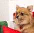 Pet‑friendly офис Purina - Правительство Московской области