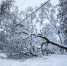 Первый снег обрушил дерево на машины в Москве - РТВ-Подмосковье