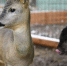 Реагенты или ДТП: что на самом деле погубило двух косуль в Кузбассе? - MosRegToday.Ru