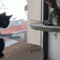 Котокафе «Котики и люди» в Москве - MosRegToday.Ru