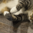 Котокафе «Котики и люди» в Москве - MosRegToday.Ru