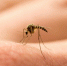 istockphoto.com/Kasynets Olena - MosRegToday.Ru