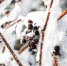 Снегопады очистили воздух Москвы - Вести Подмосковья