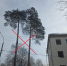 СОСНОВАЯ АЛЛЕЯ ОСТАЕТСЯ... БЕЗ СОСЕН! - Экооборона Московской области