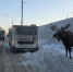 В ПОДМОСКОВЬЕ - НАШЕСТВИЕ ЛОСЕЙ. ЧЕГО ИМ НАДО? - Экооборона Московской области