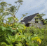 Дачников предупредили о крупных штрафах за опасные растения на участках - РТВ-Подмосковье
