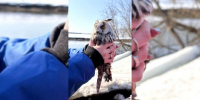 В Звенигороде во время поисков утонувших детей спасатели сняли с дерева запутавшуюся сову - РТВ-Подмосковье