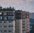 В Краснознаменске заметили загадочное нашествие птиц на крыши домов - MosRegToday.Ru