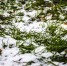 Вечером в среду в Подмосковье начнется мокрый снег - Вести Подмосковья